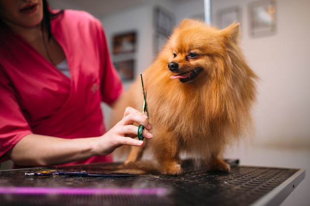 kadıköy köpek traşı